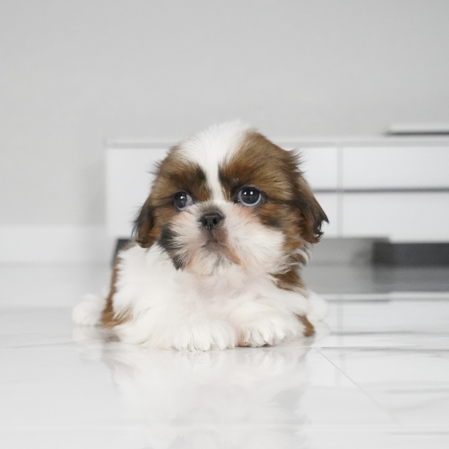 puppy