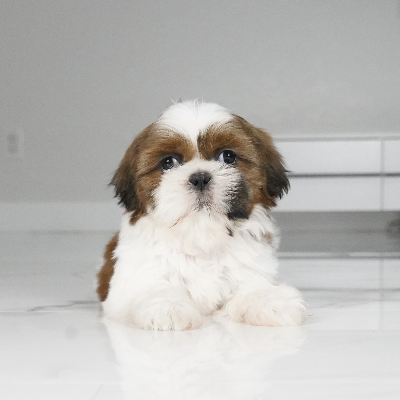 puppy