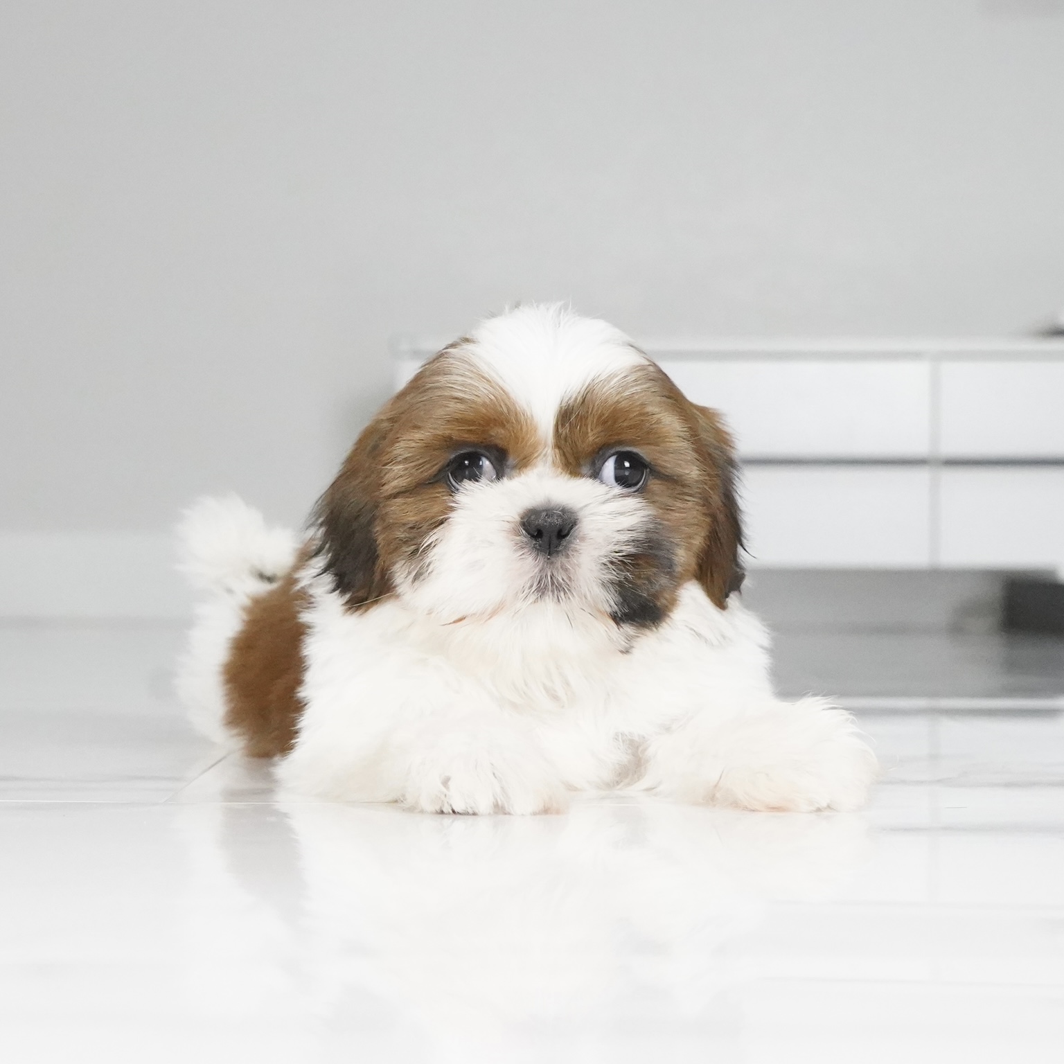 puppy