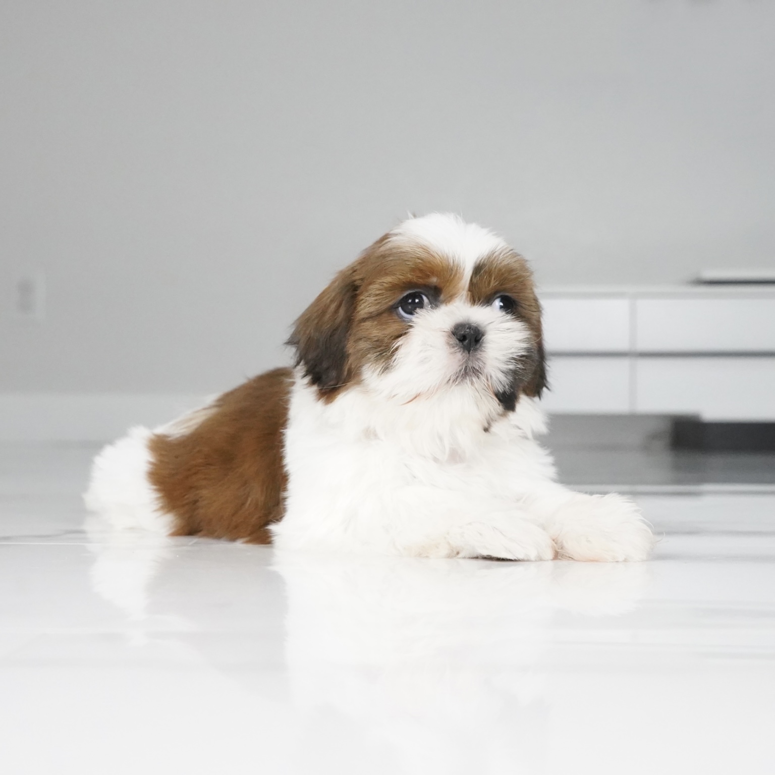 puppy