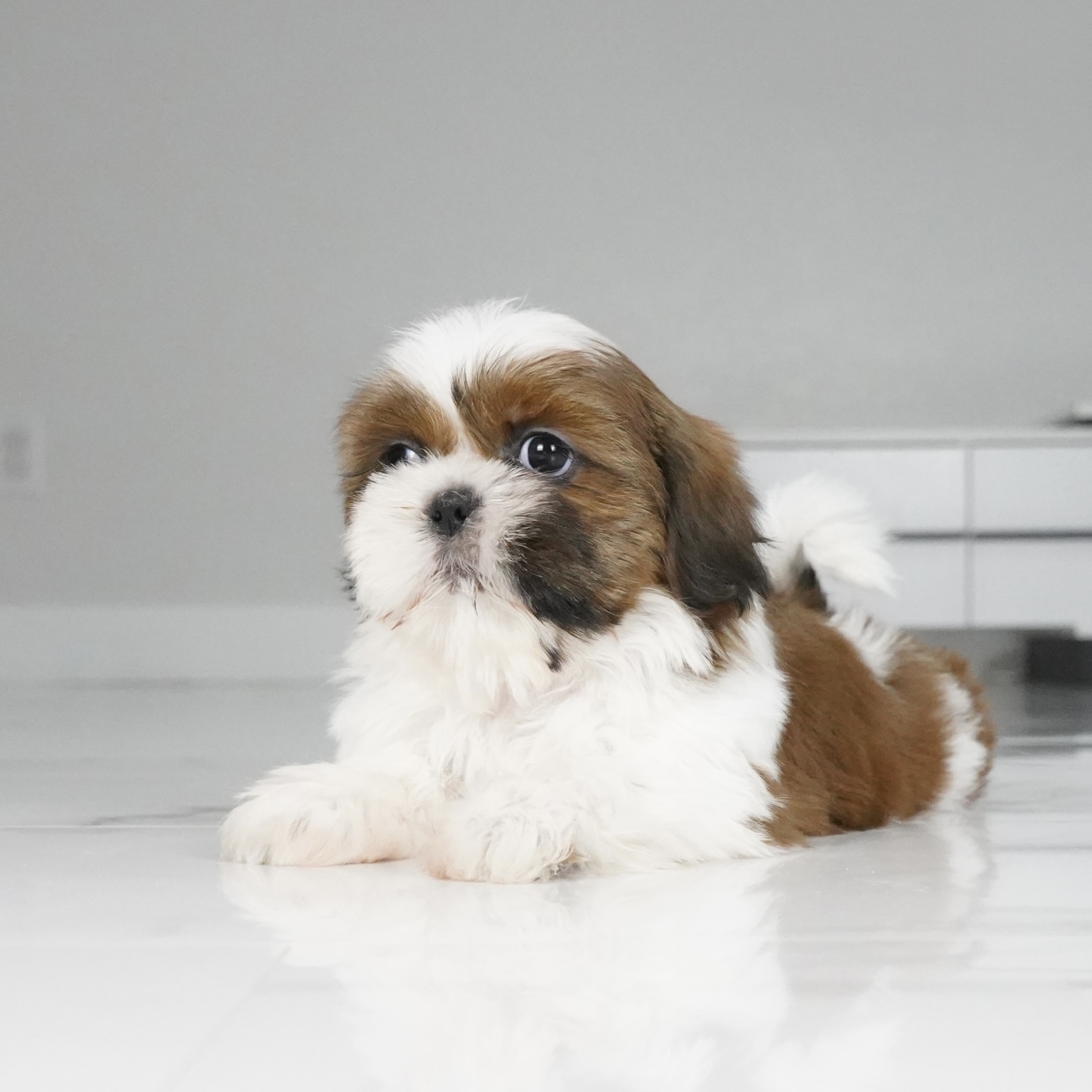 puppy