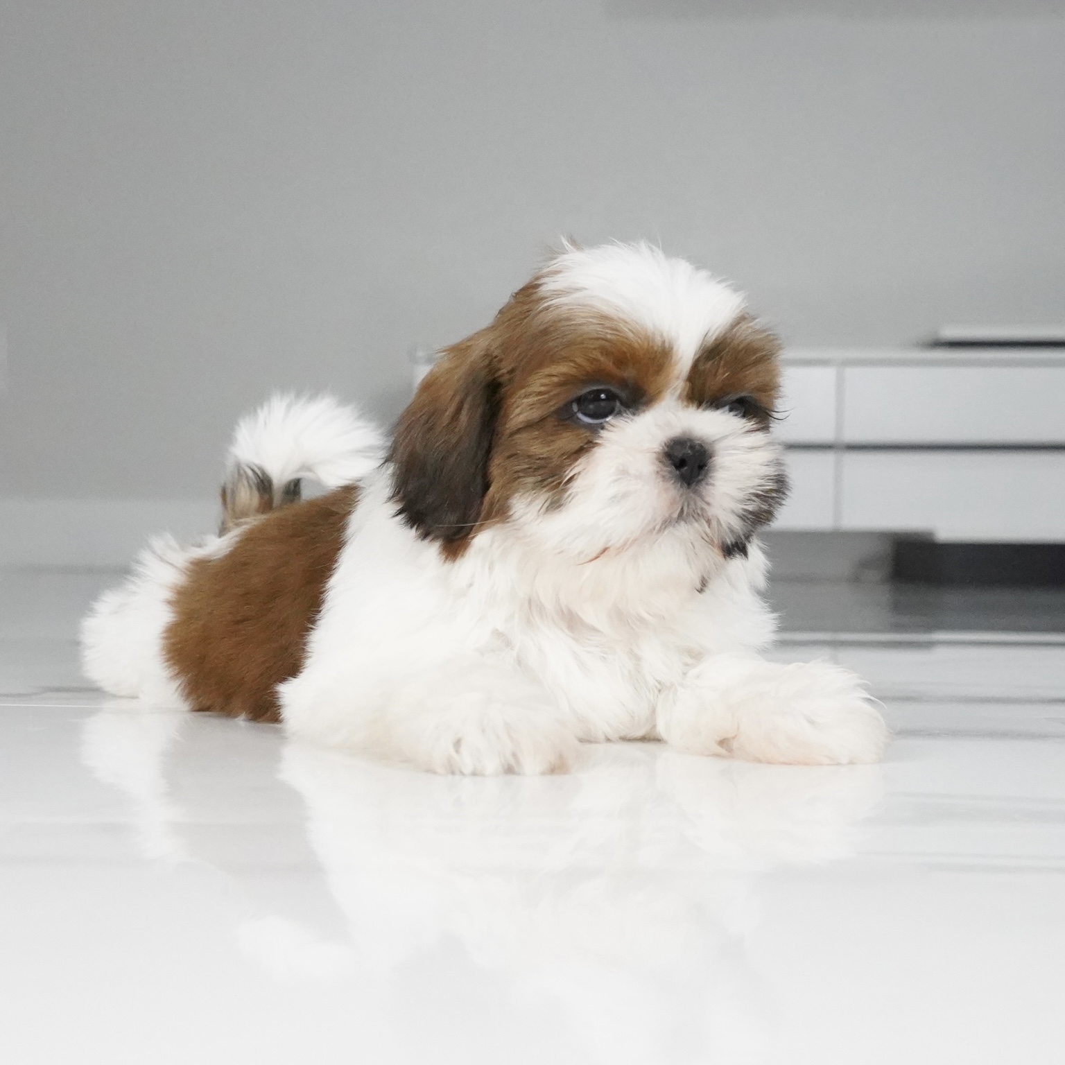 puppy
