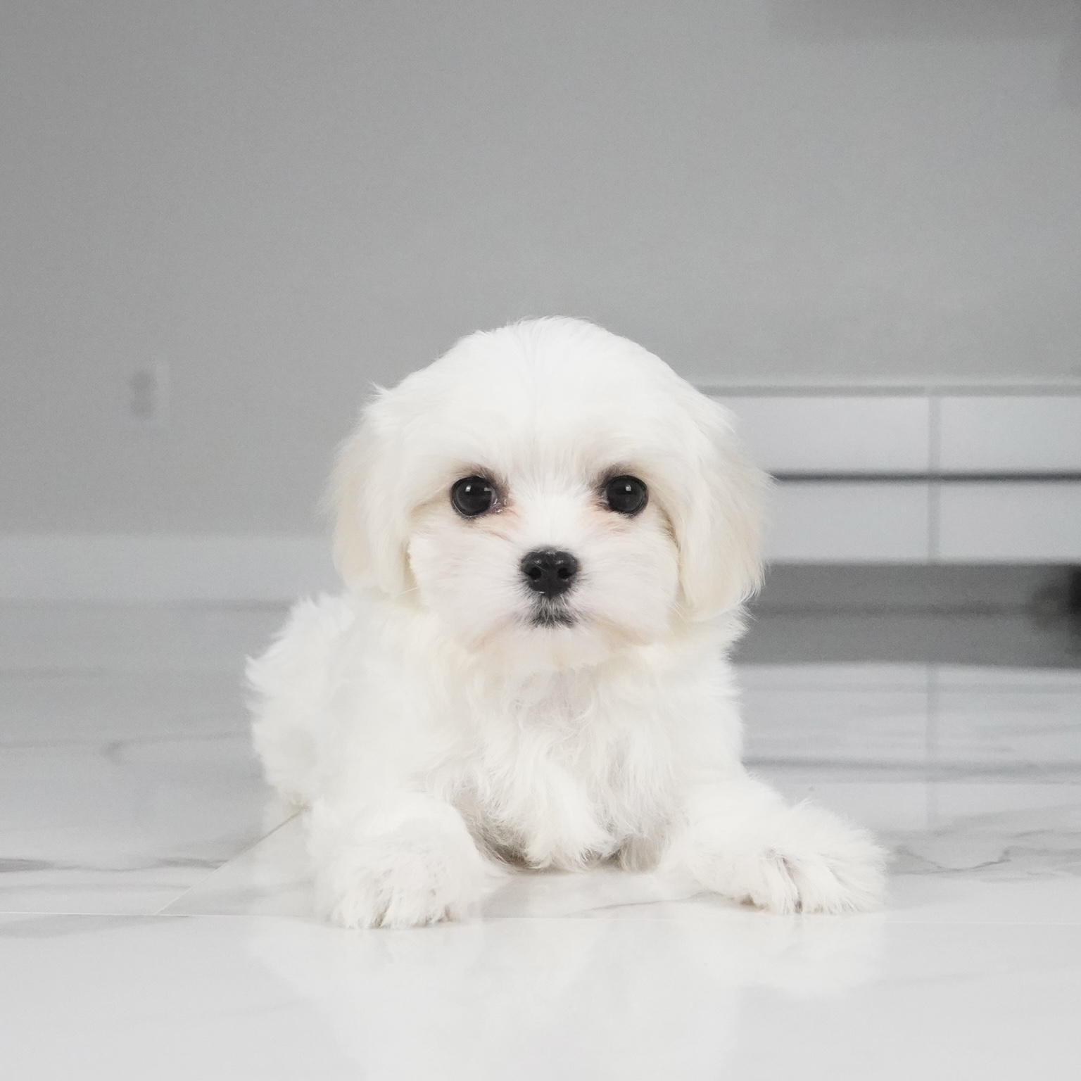 puppy