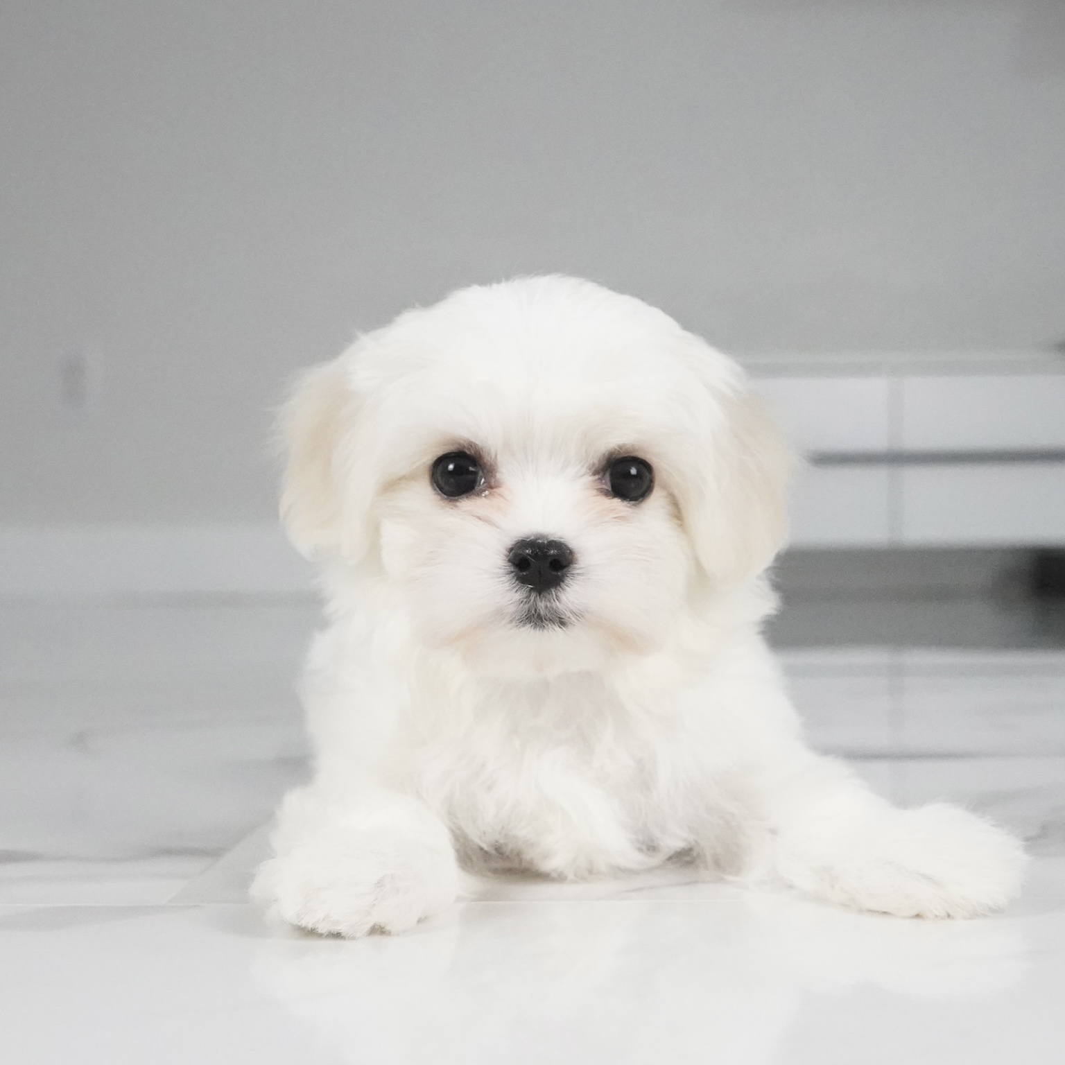 puppy