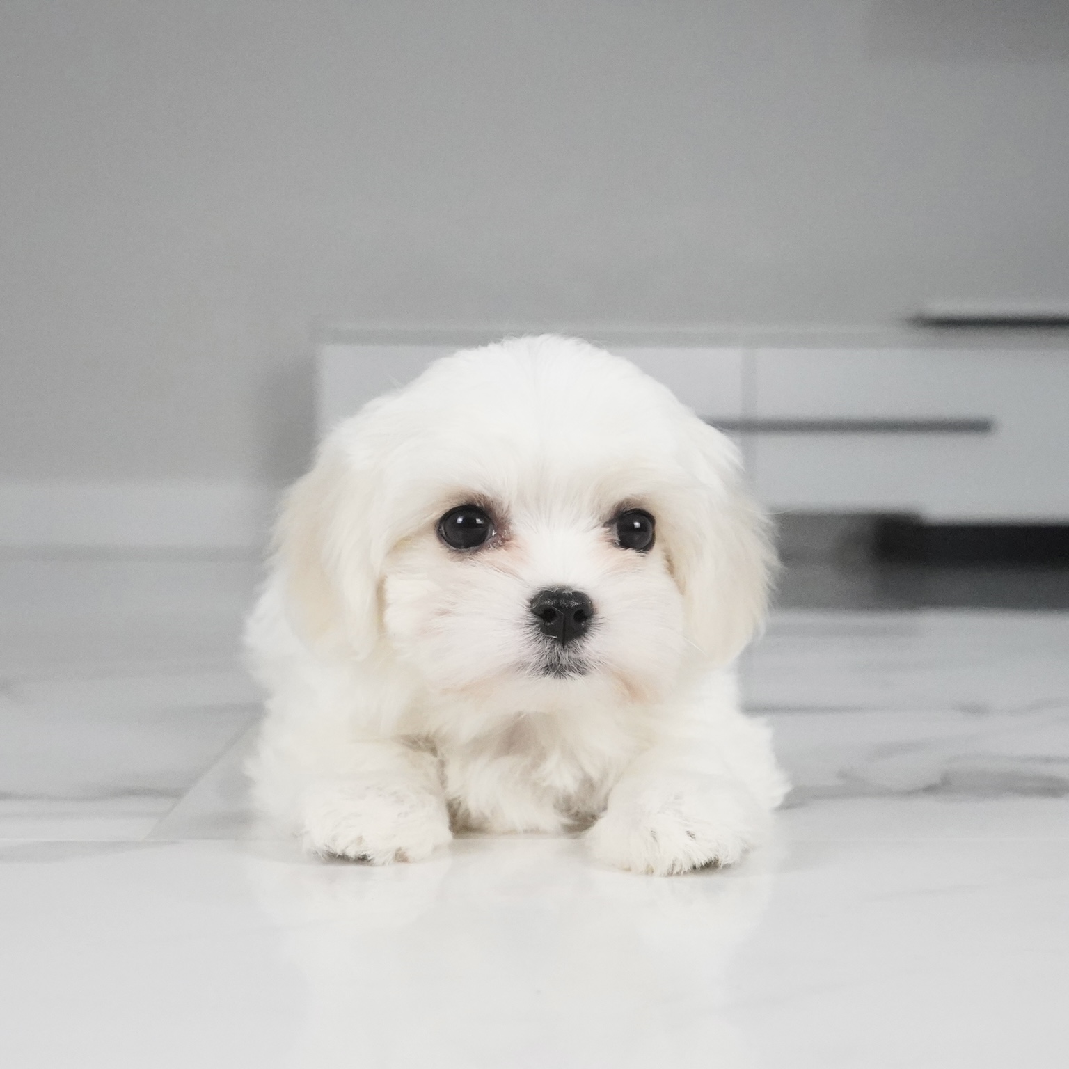puppy