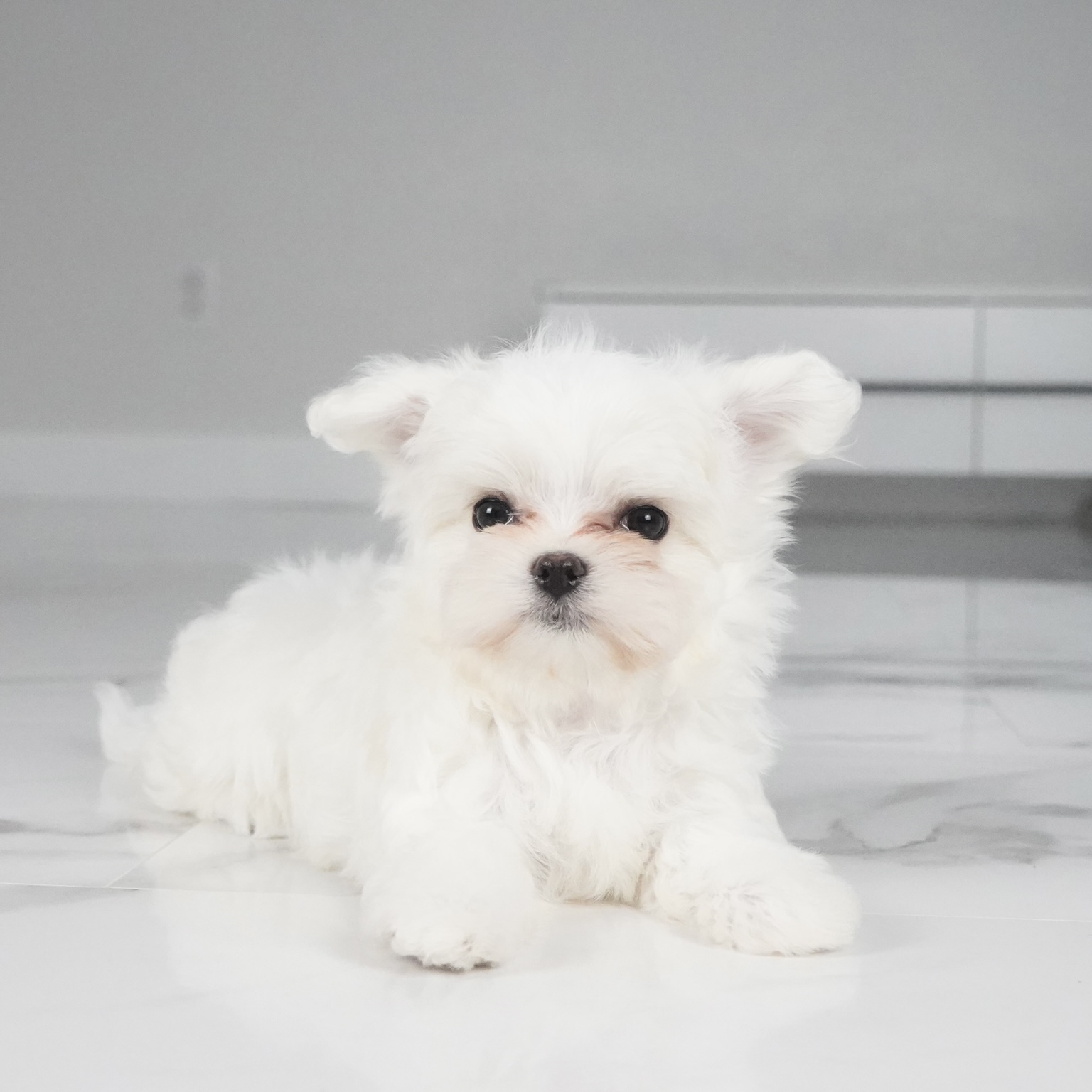 puppy