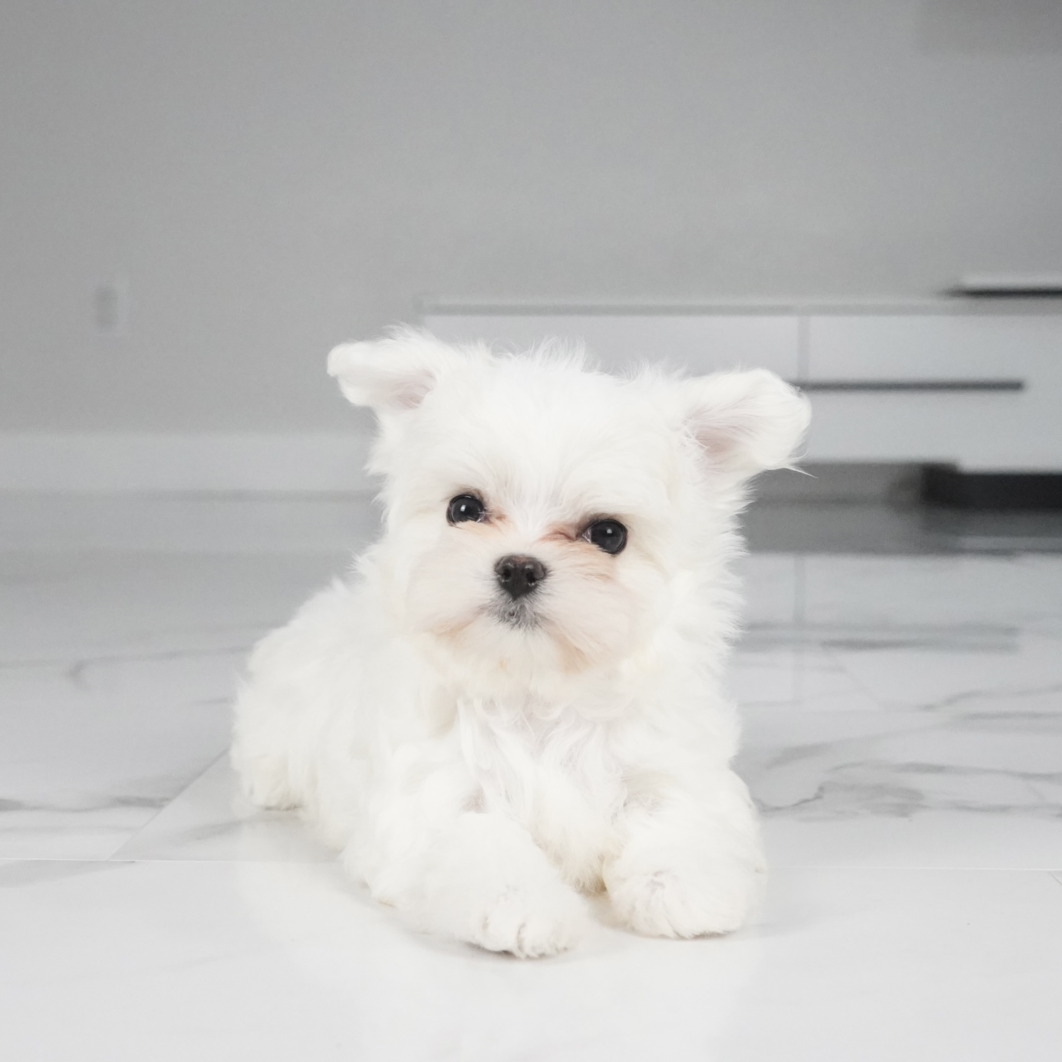 puppy