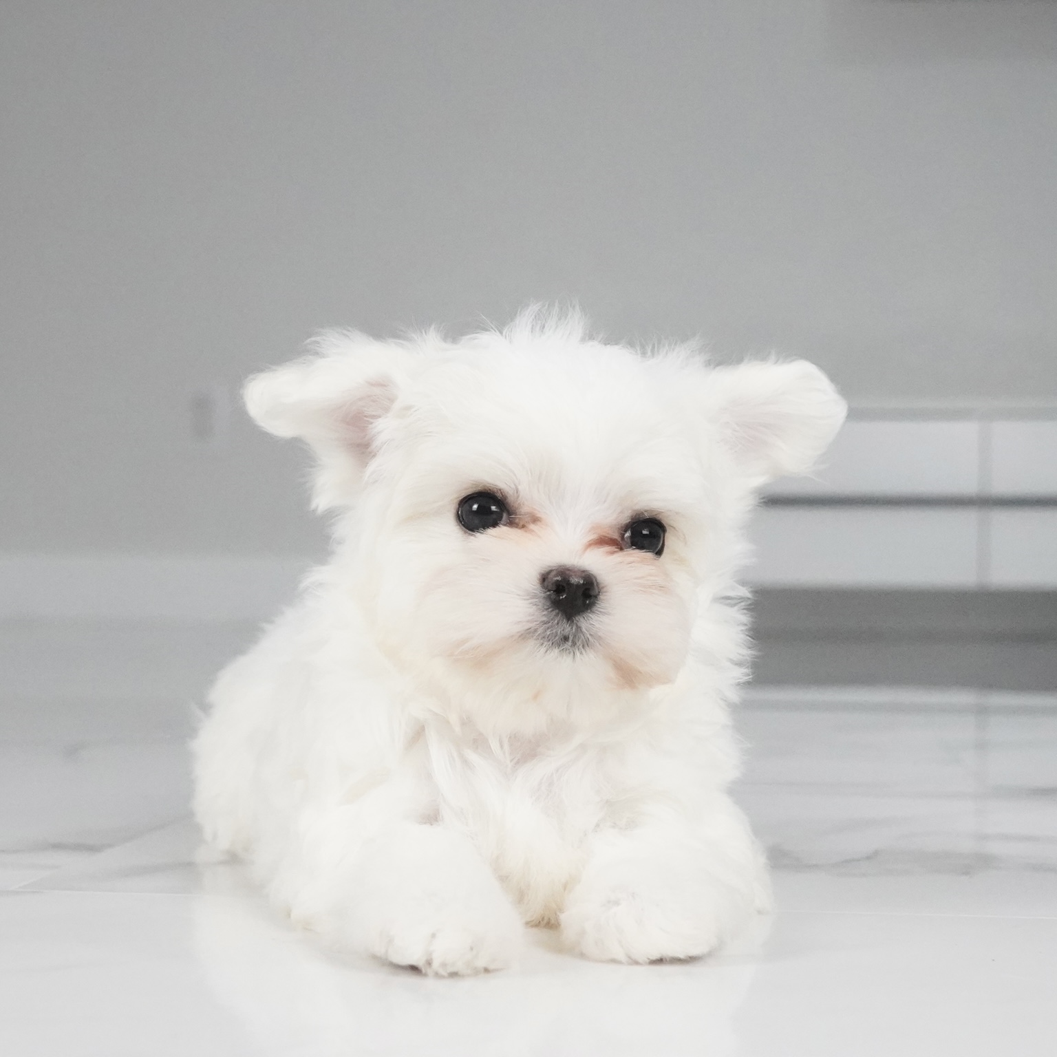 puppy