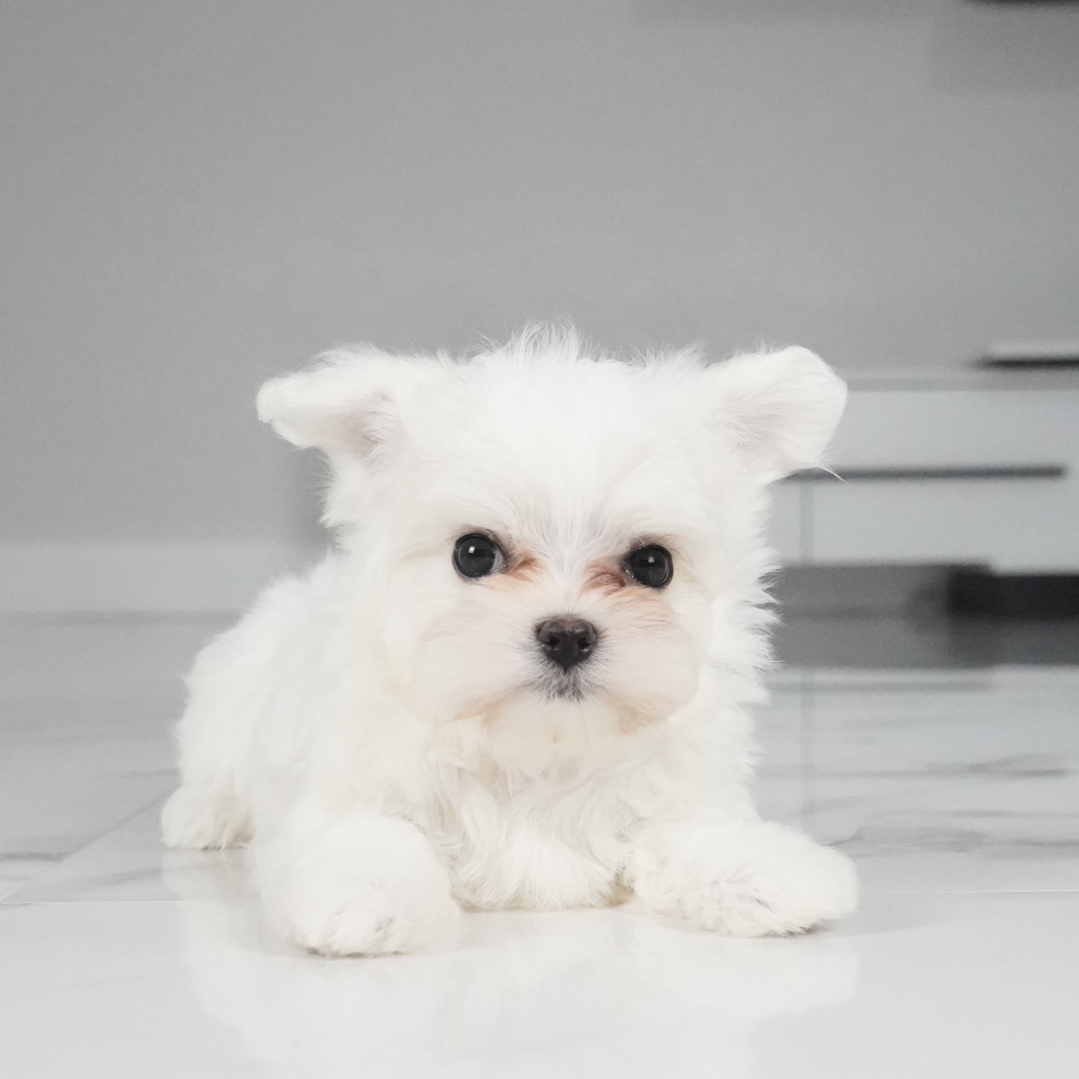 puppy