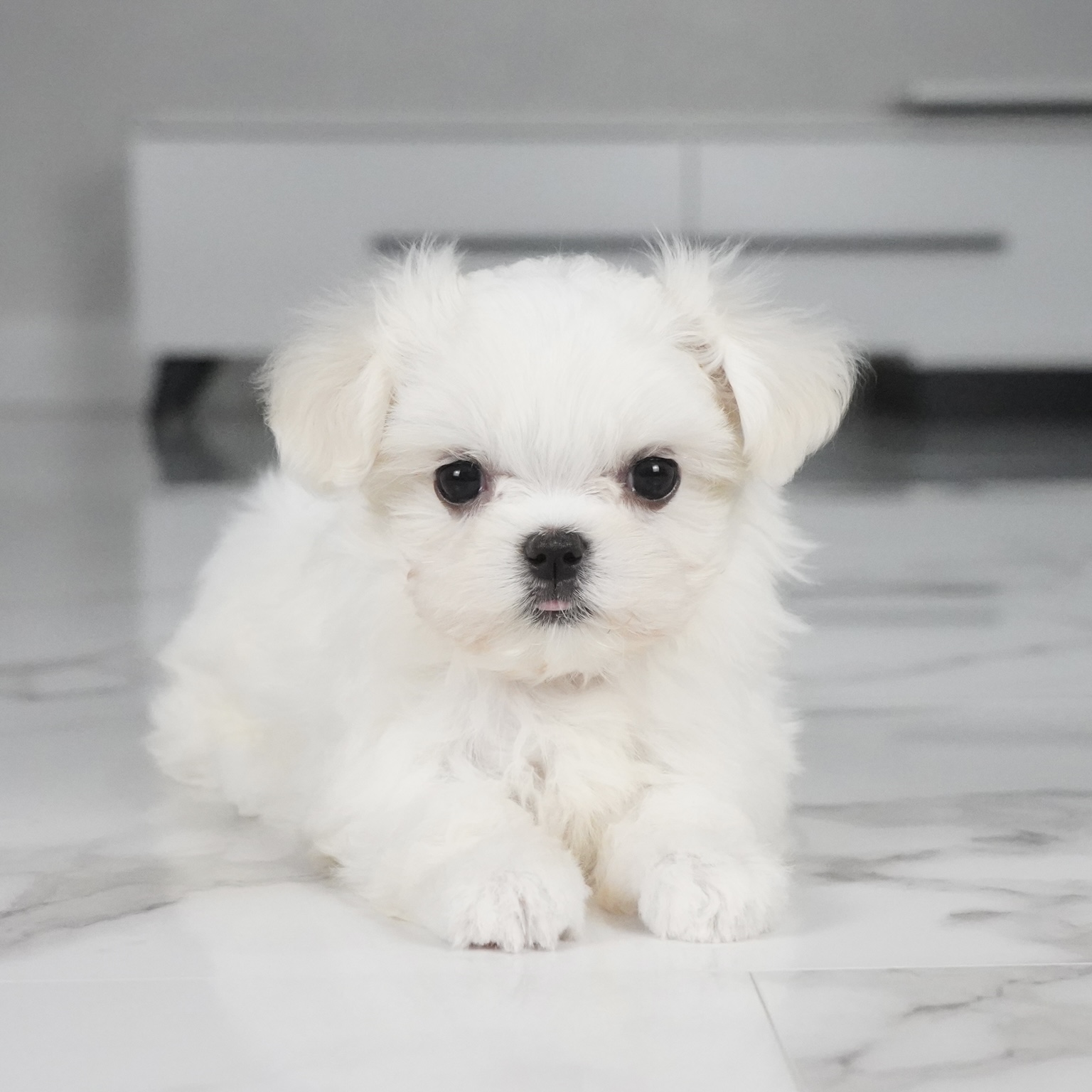 puppy