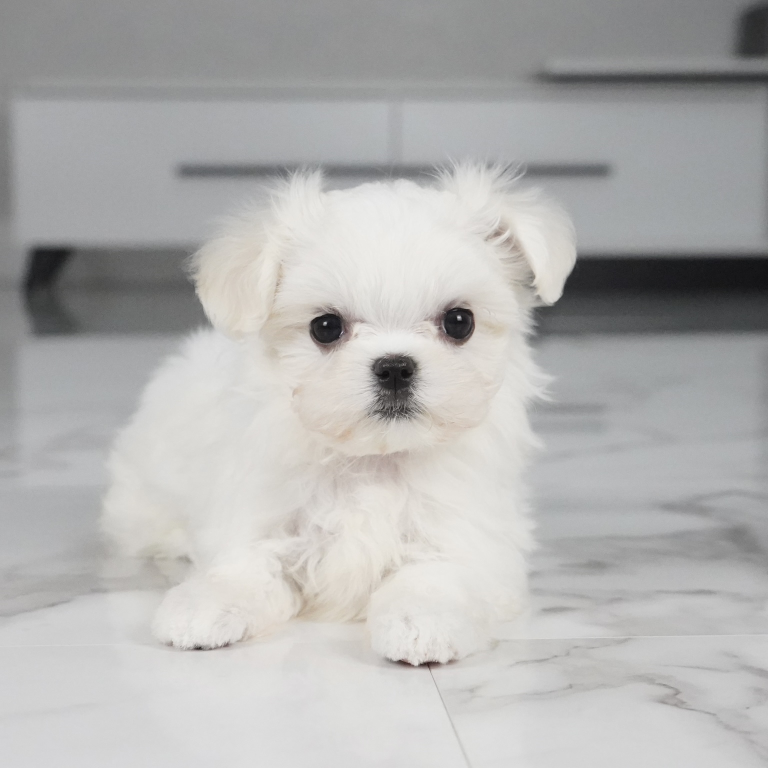 puppy
