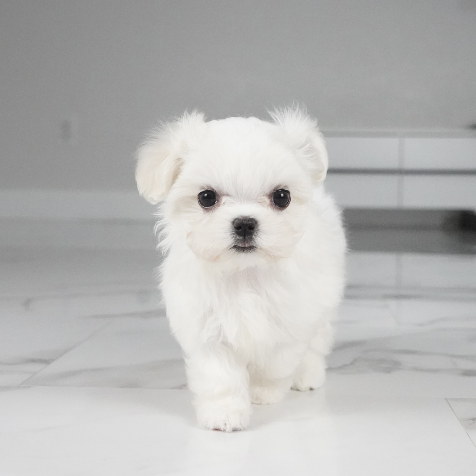 puppy