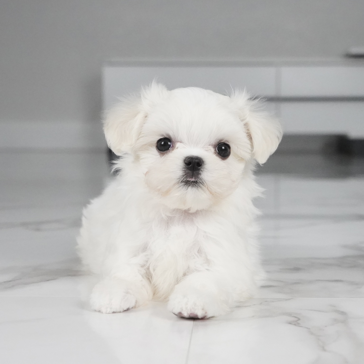 puppy
