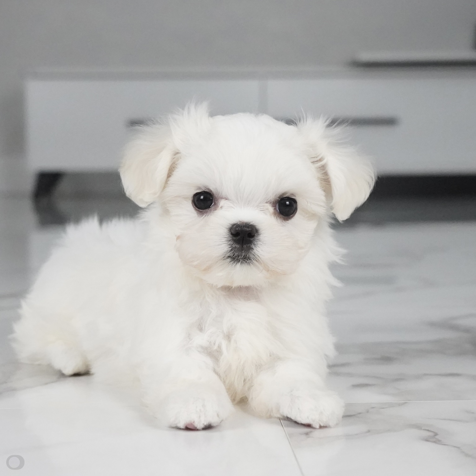 puppy