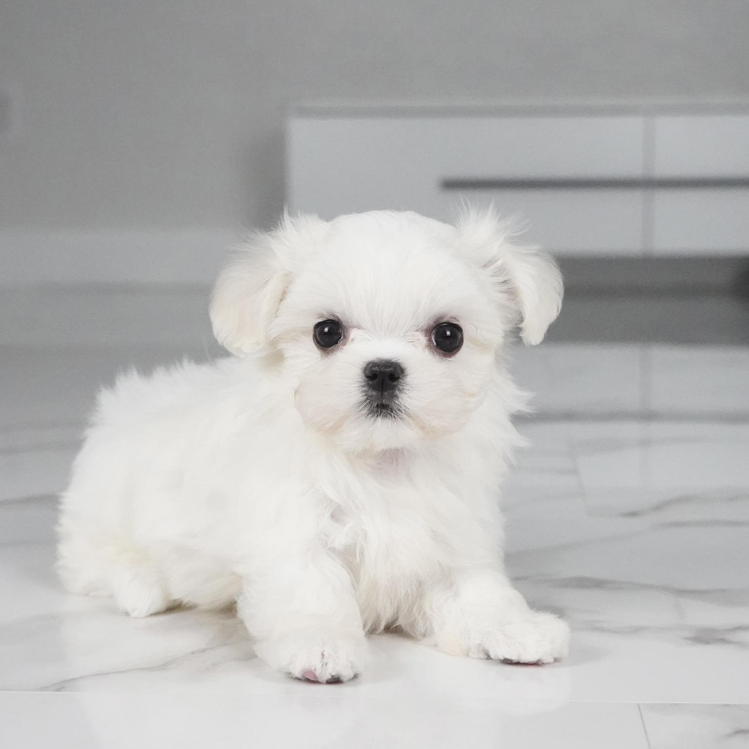puppy