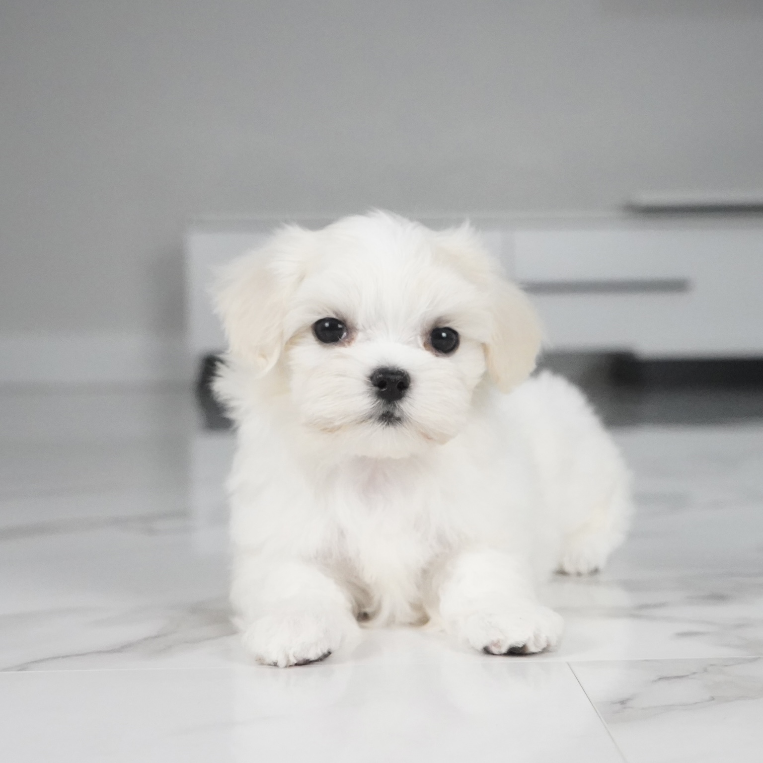 puppy