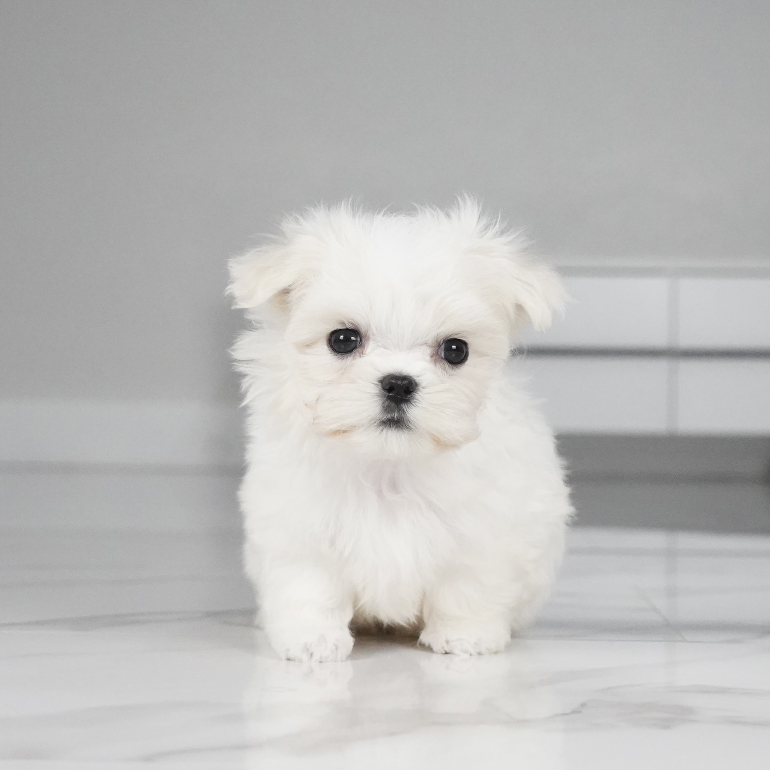puppy