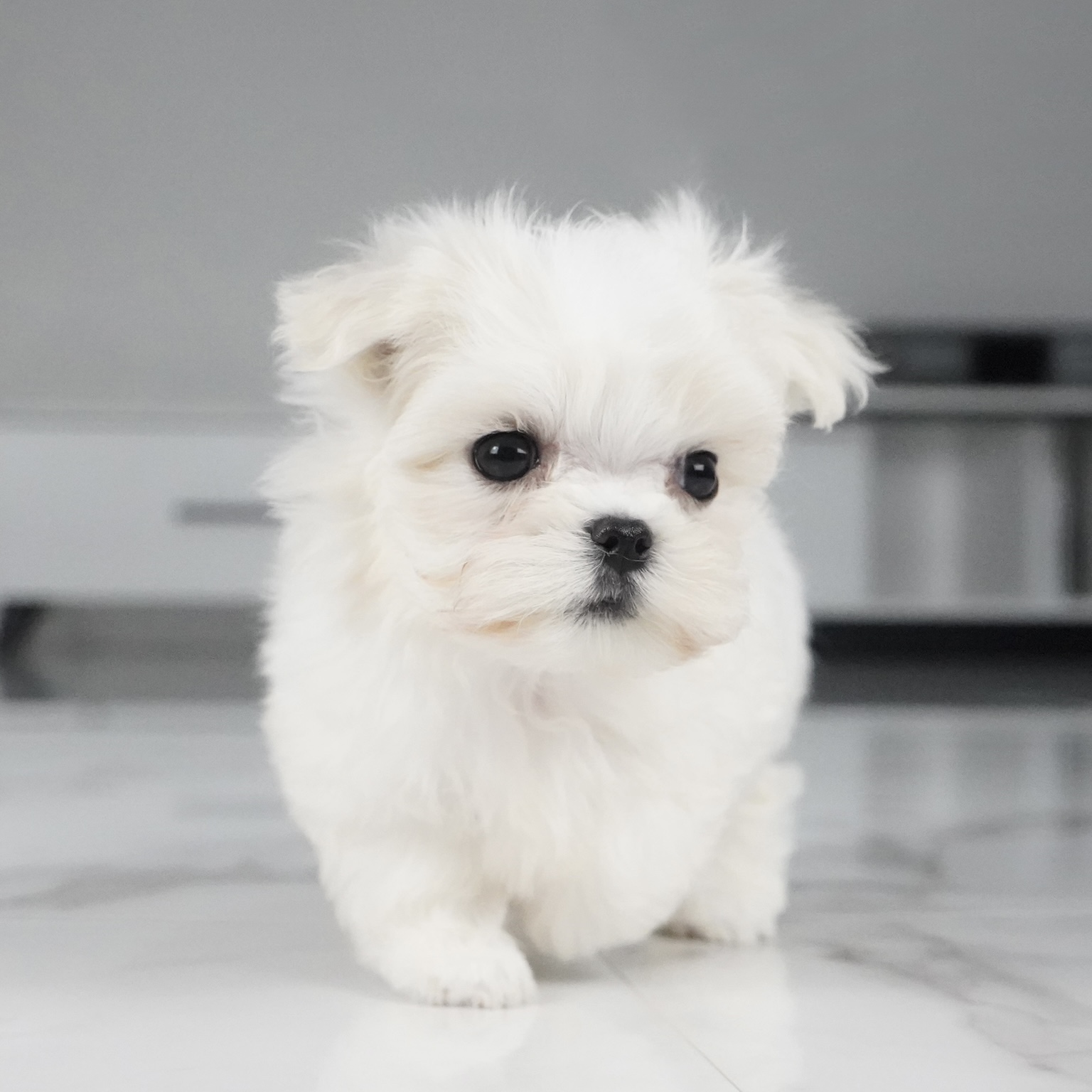 puppy