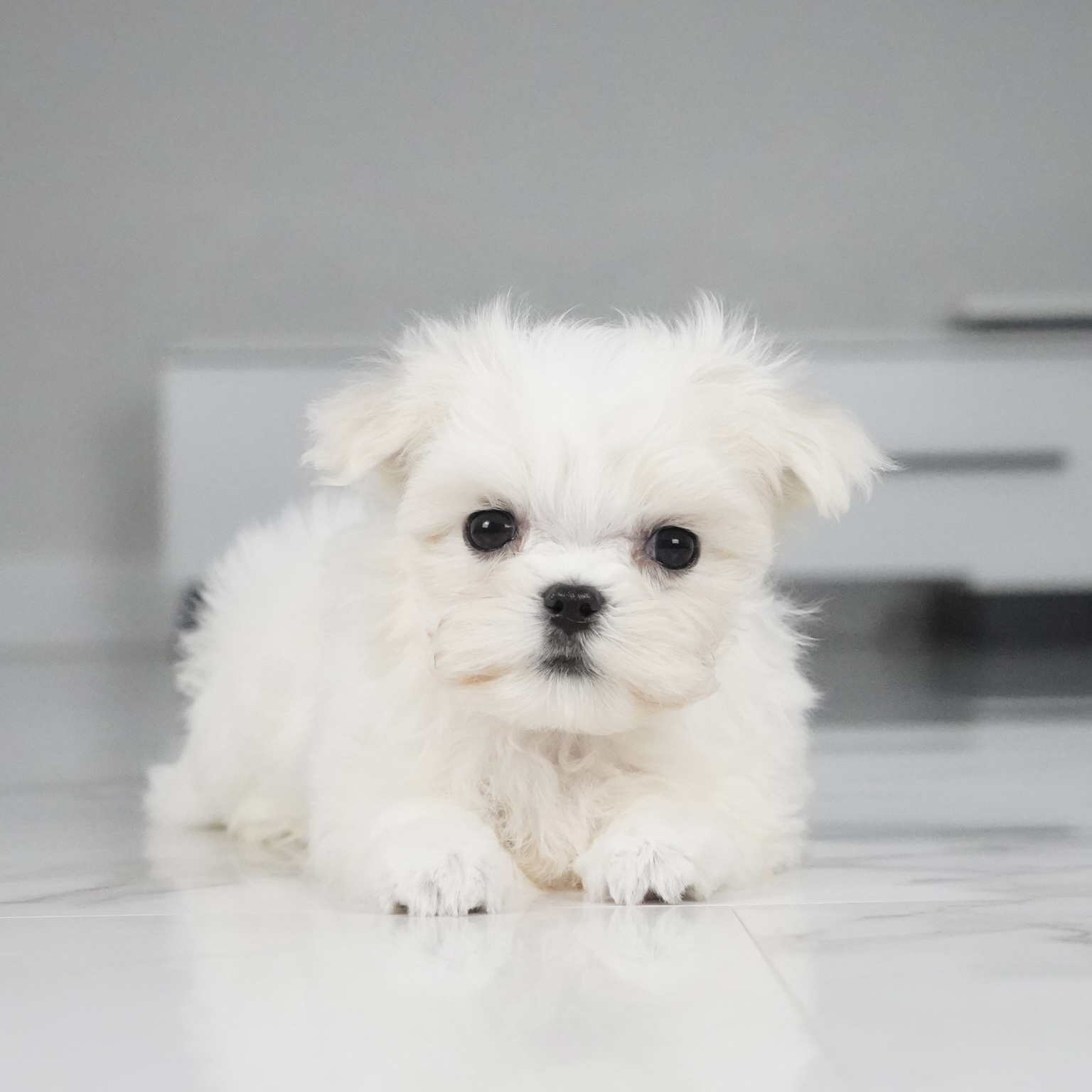 puppy