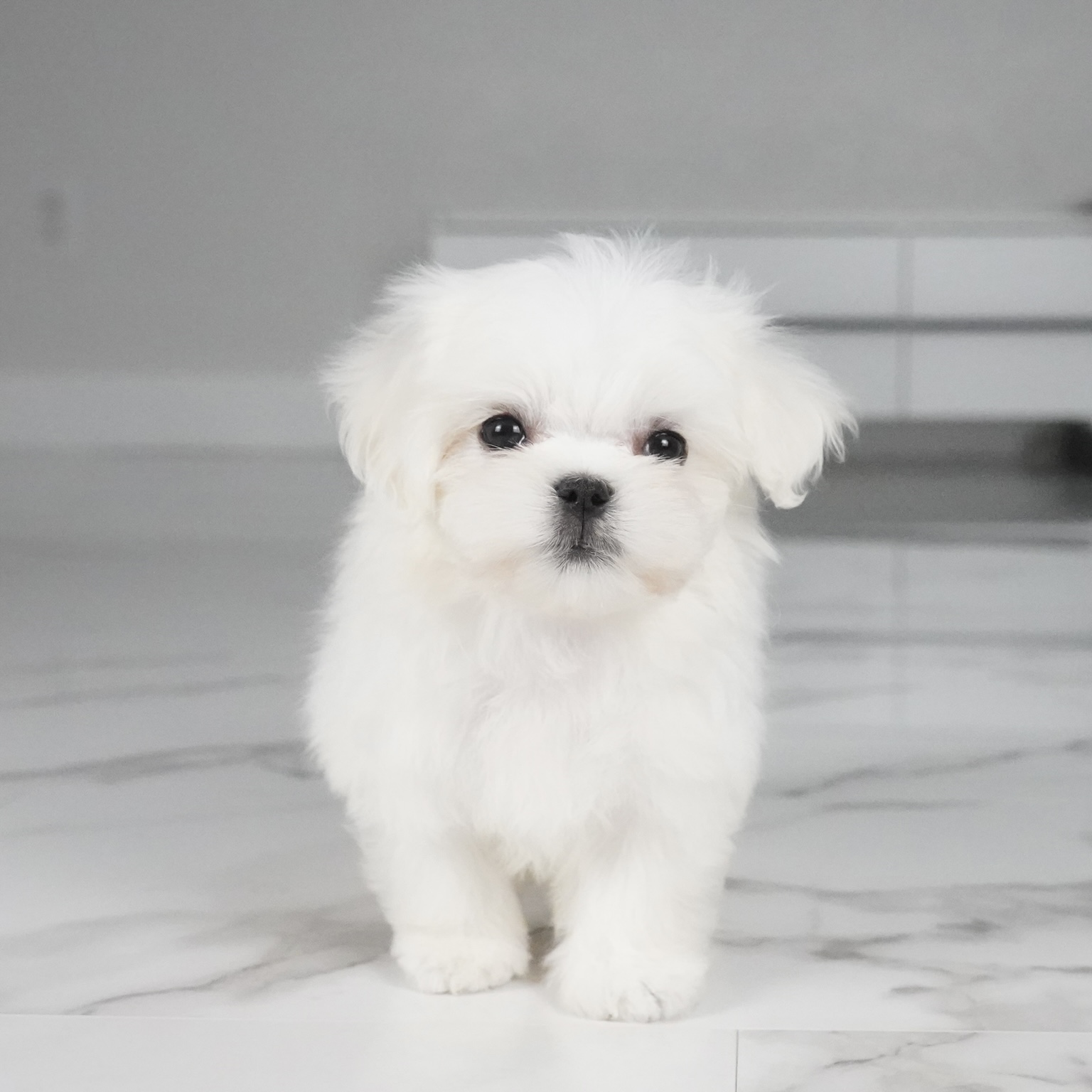 puppy