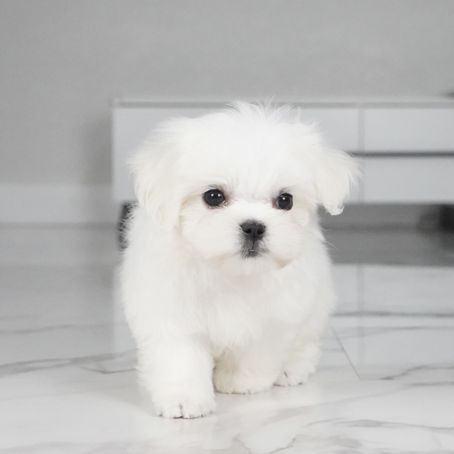 puppy