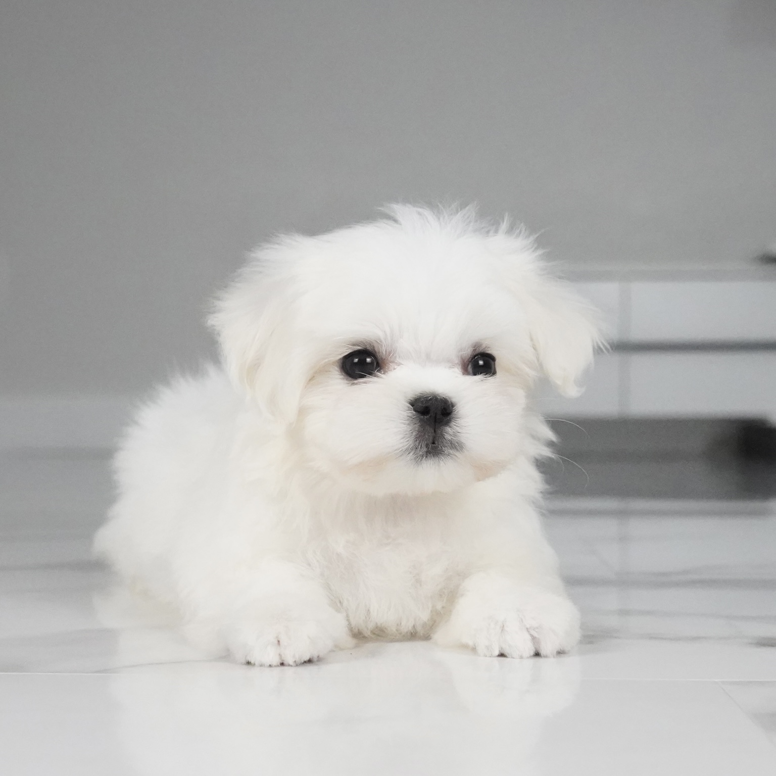 puppy