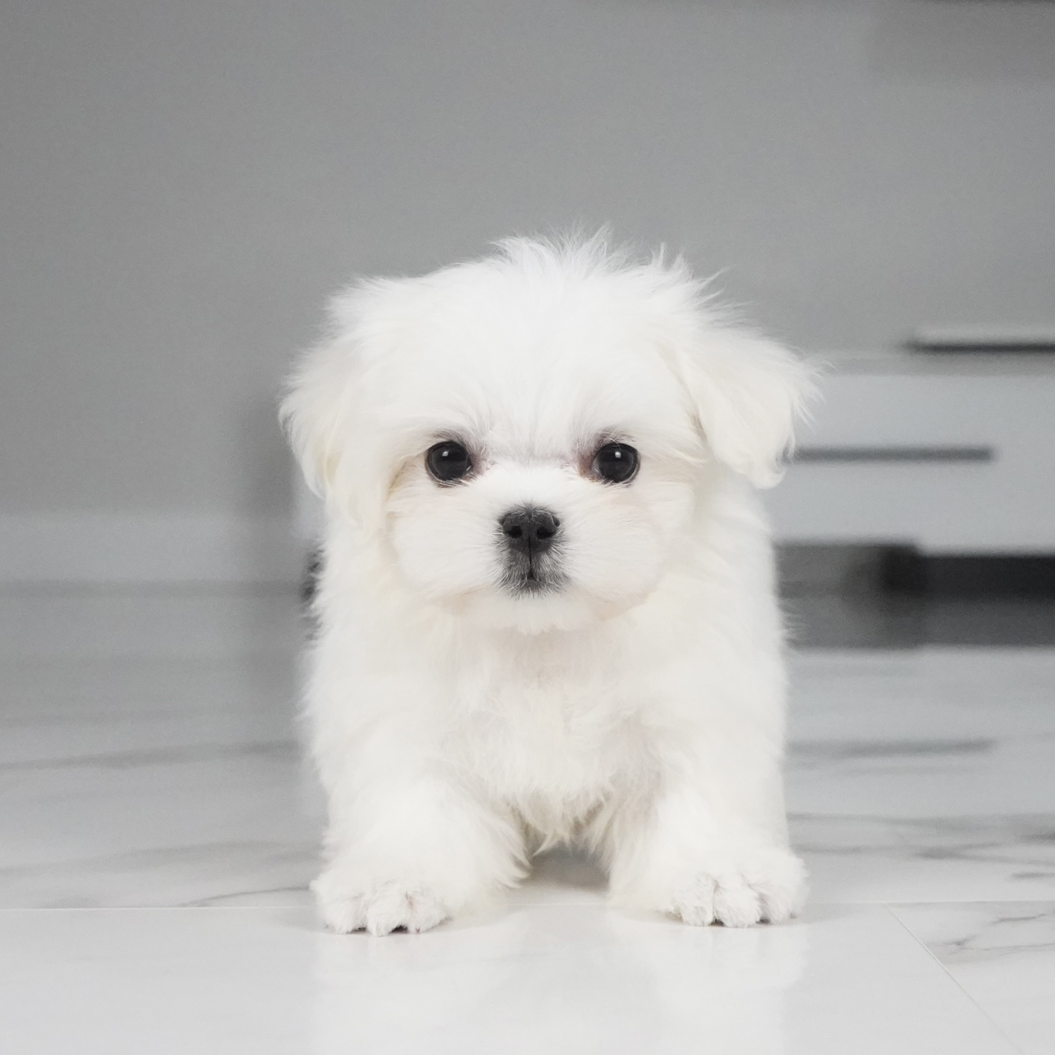 puppy