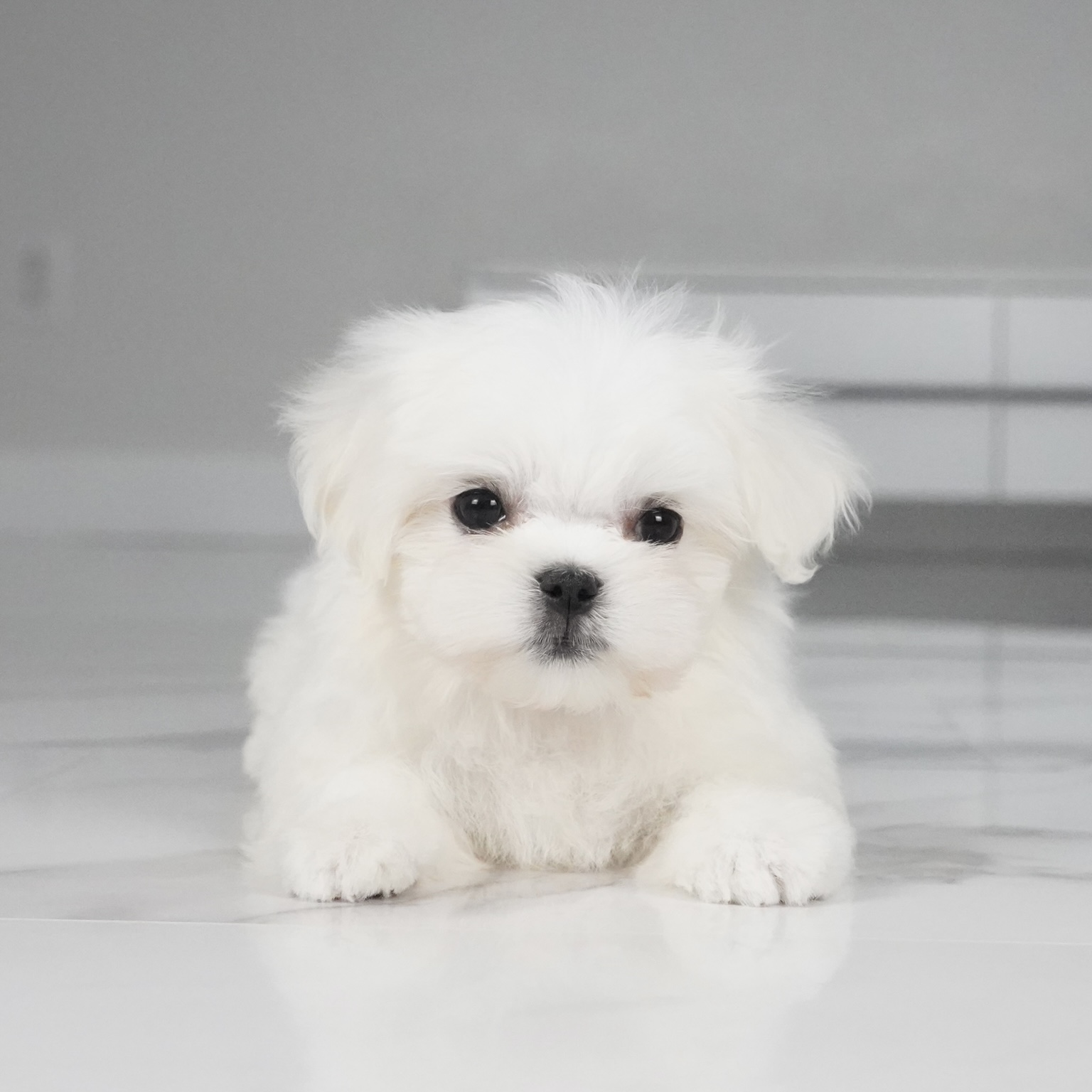 puppy