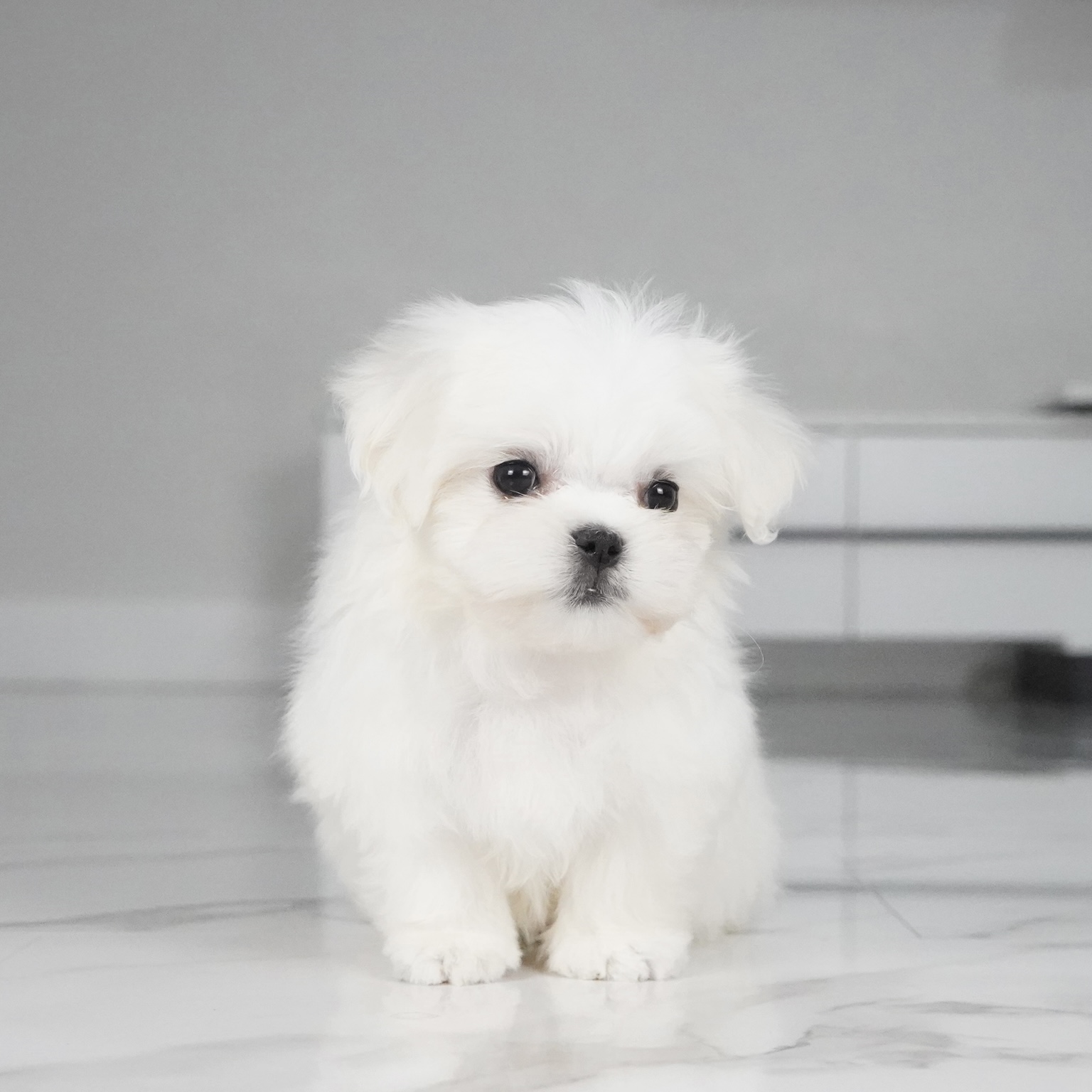 puppy