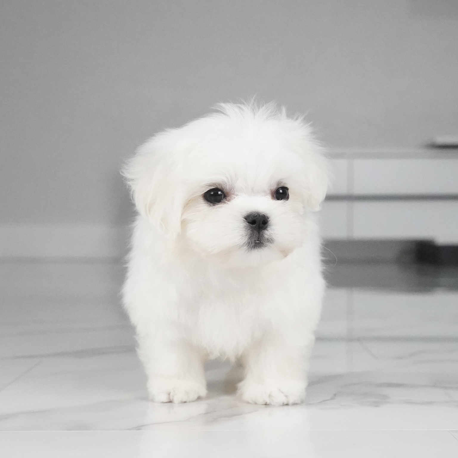 puppy