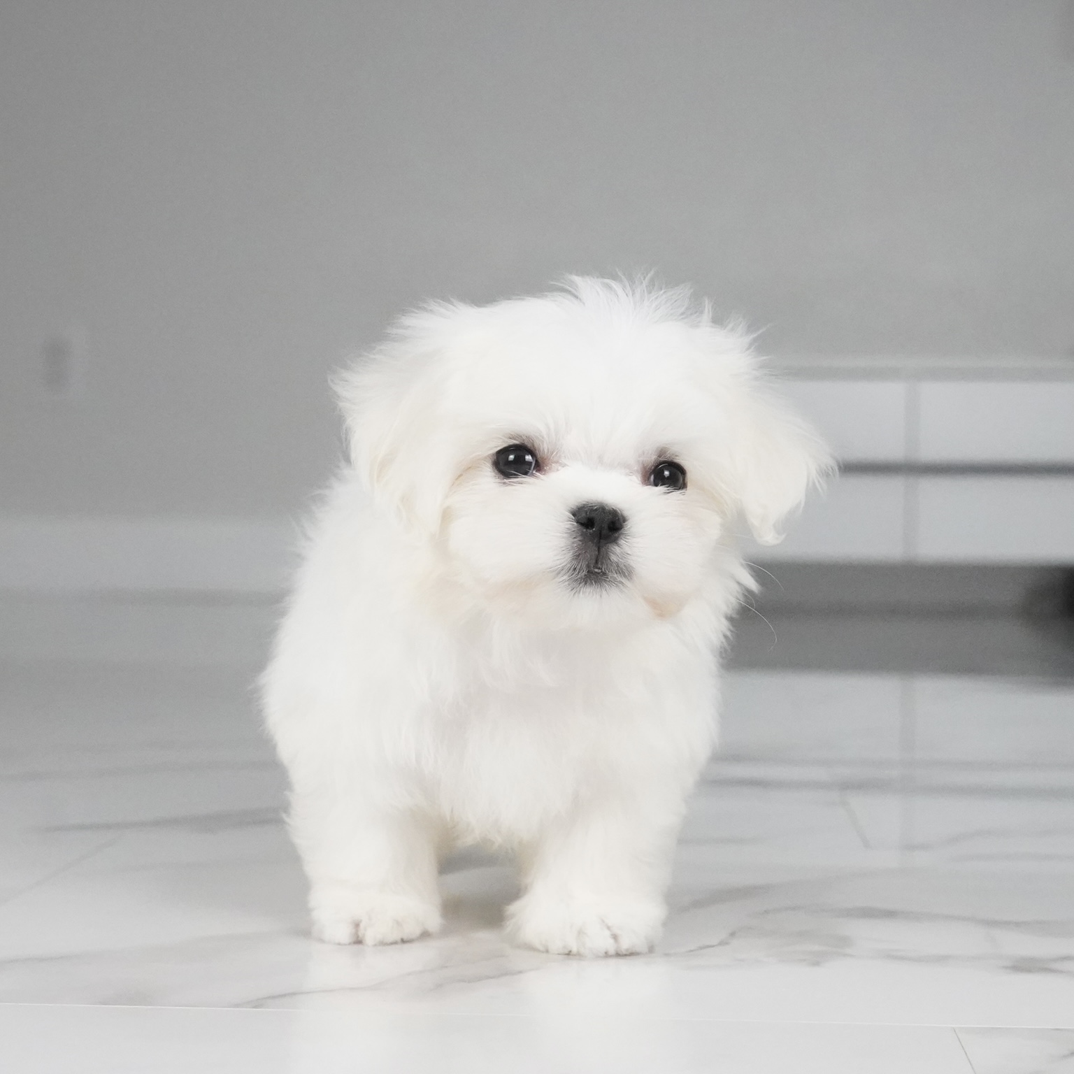 puppy