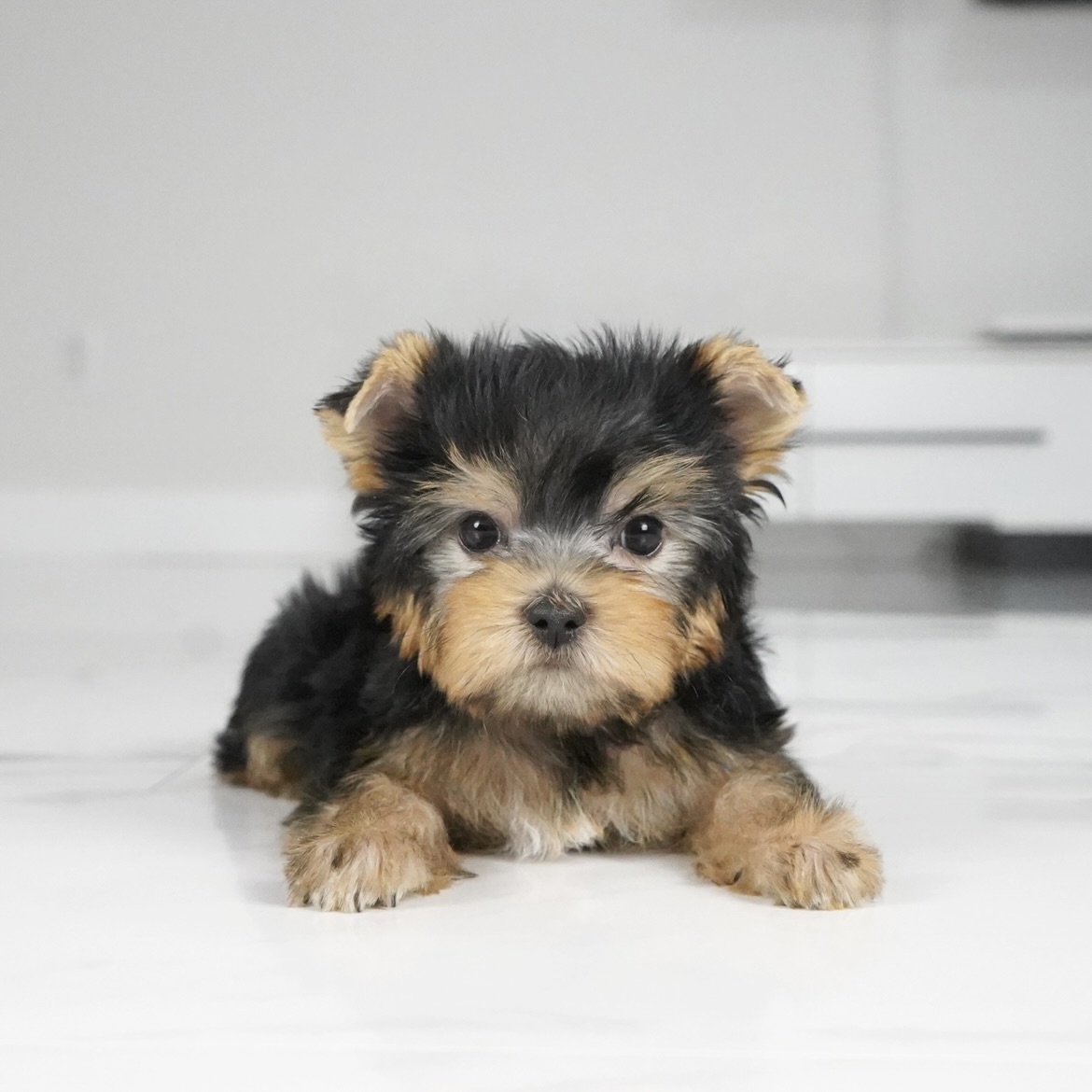 puppy