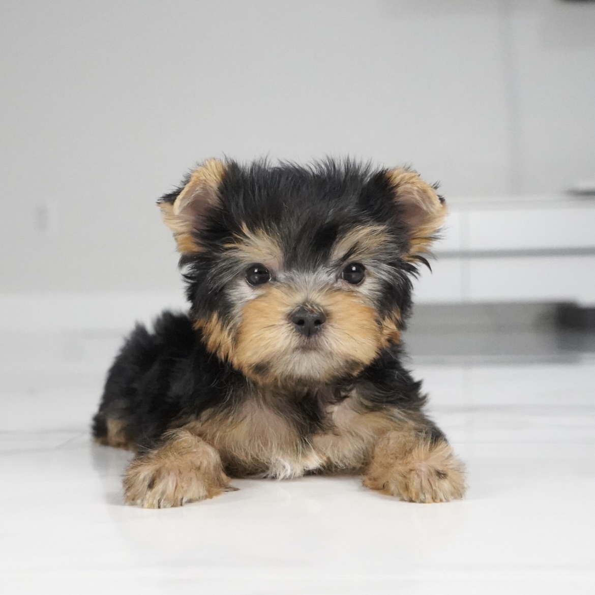 puppy