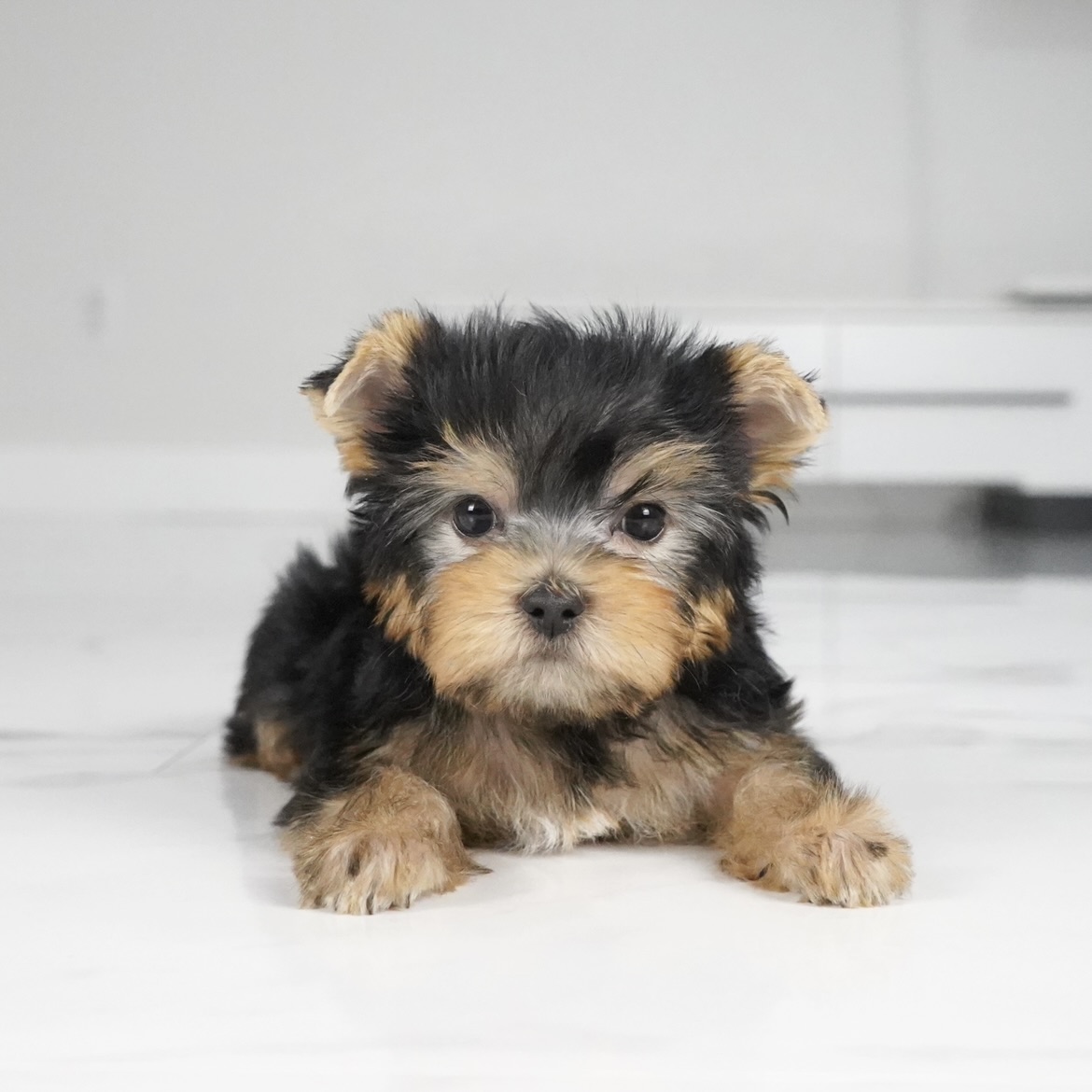 puppy