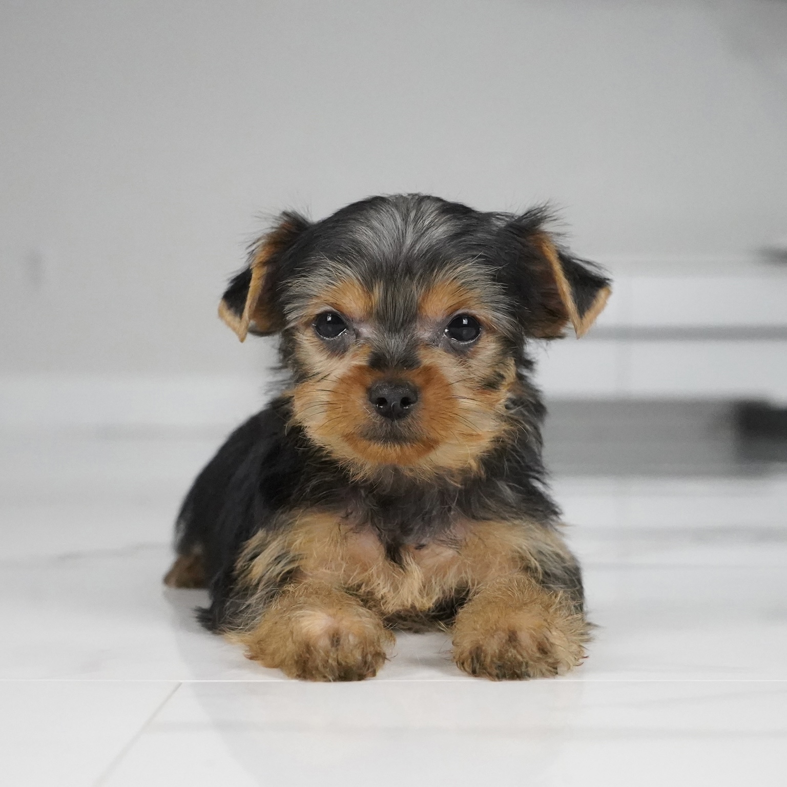 puppy
