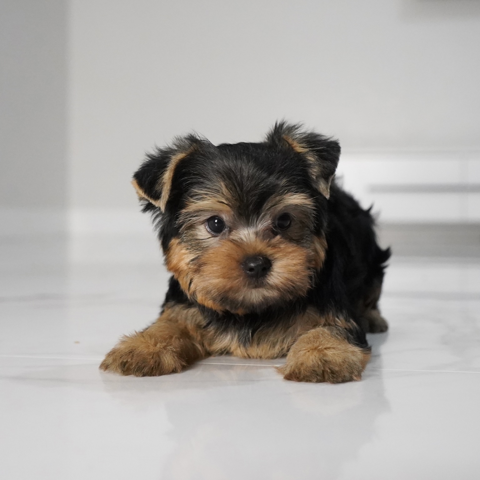 puppy