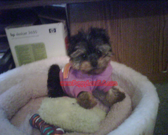 Chanel female yorkie for sale