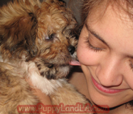 puppy