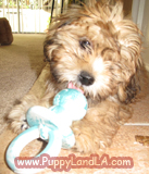 puppy