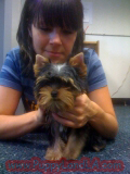 teacup yorkie