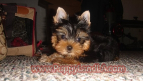 teacup yorkie