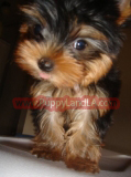teacup yorkie