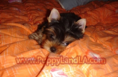 teacup yorkie