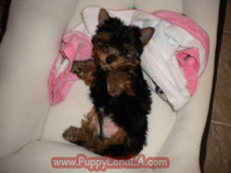teacup yorkie