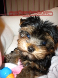 teacup yorkie