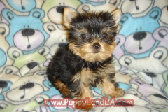 teacup yorkie