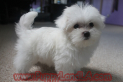 maltese puppy