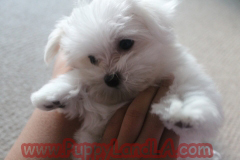 maltese puppy