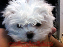 teacup maltese