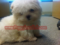 teacup maltese